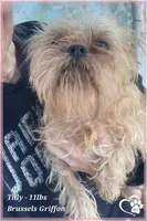 Zorro, a male Brussels Griffon for sale in Phoenix, AZ – 9 of 10