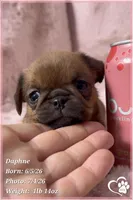 Daphne, a female Brussels Griffon for sale in Tempe, AZ – 2 of 10