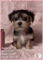 Harley, a female Morkie for sale in Tempe, AZ – 6 of 10