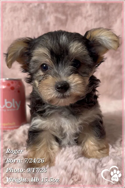 Roger – Morkie puppy for sale in Phoenix, AZ
