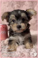 Roger, a male Morkie for sale in Phoenix, AZ – 1 of 10