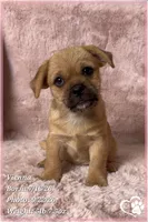 Vienna the Porkie *includes spay*, a female Pug and Yorkshire Terrier for sale in Phoenix, AZ – 3 of 8