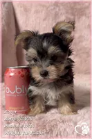 Roger, a male Morkie for sale in Phoenix, AZ – 6 of 10