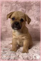 Vienna the Porkie *includes spay*, a female Pug and Yorkshire Terrier for sale in Phoenix, AZ – 4 of 8