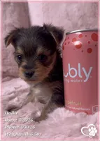 Hallie, a female Morkie for sale in Tempe, AZ – Photo 6 of 9