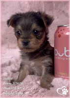 Hallie, a female Morkie for sale in Tempe, AZ – Photo 7 of 9