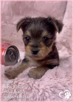 Hallie, a female Morkie for sale in Tempe, AZ – Photo 9 of 9