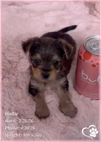 Hallie, a female Morkie for sale in Tempe, AZ – Photo 2 of 9