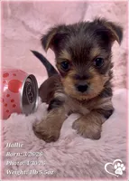 Hallie, a female Morkie for sale in Tempe, AZ – Photo 4 of 9