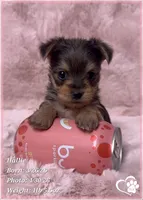 Hallie, a female Morkie for sale in Tempe, AZ – Photo 5 of 9