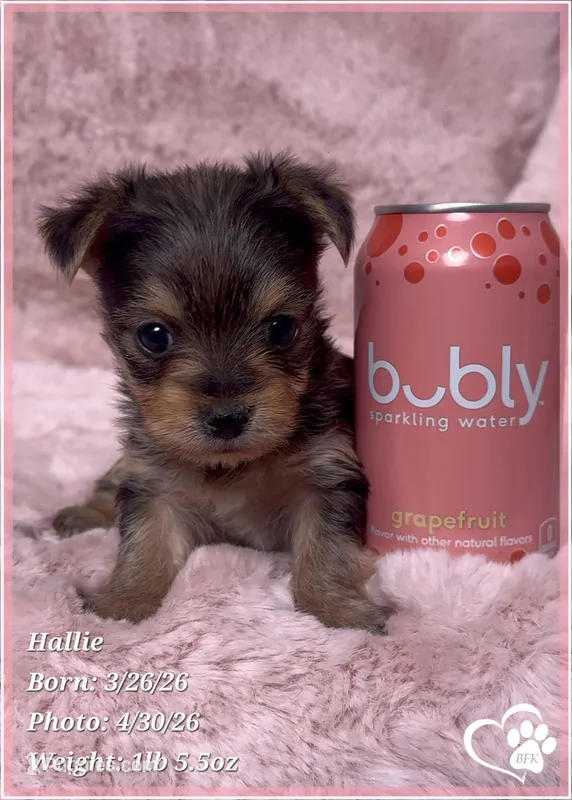 Hallie, a female Morkie for sale in Tempe, AZ – Photo 1 of 9