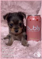 Hallie, a female Morkie for sale in Tempe, AZ – Photo 1 of 9