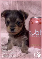 Hallie, a female Morkie for sale in Tempe, AZ – Photo 3 of 9