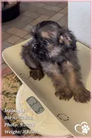 Midnight, a female Brussels Griffon for sale in Phoenix, AZ – 4 of 9