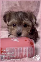 Scamp the Morkie Poo, a male Yorkipoo and Maltese for sale in Tempe, AZ – 3 of 9