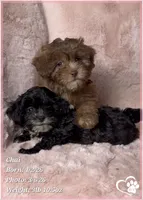 Chai, a female Shihpoo for sale in Tempe, AZ – Photo 5 of 10