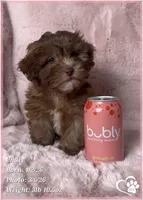 Chai, a female Shihpoo for sale in Tempe, AZ – Photo 7 of 10