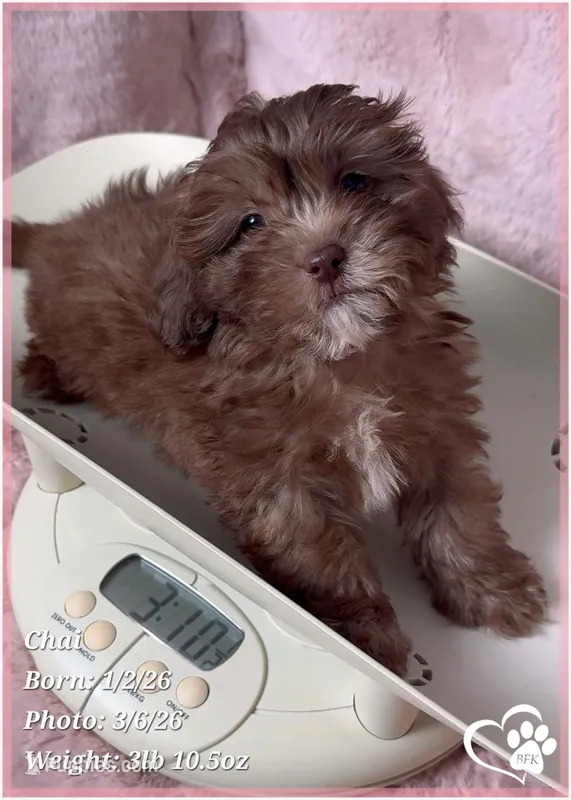 Chai – Shihpoo puppy for sale in Tempe, AZ
