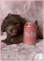 Chai, a female Shihpoo for sale in Tempe, AZ – Photo 3 of 10