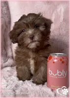 Chai, a female Shihpoo for sale in Tempe, AZ – Photo 1 of 10