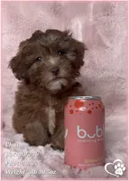Chai, a female Shihpoo for sale in Tempe, AZ – Photo 6 of 10