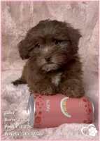 Chai, a female Shihpoo for sale in Tempe, AZ – Photo 8 of 10