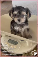 Sparky (3 sisters available also), a male Morkie for sale in Tempe, AZ – 8 of 9