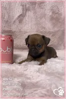 Darla, a female Brussels Griffon for sale in Tempe, AZ – 9 of 10