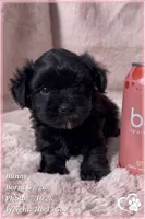 Bunny, a female Yorkipoo for sale in Tempe, AZ – 1 of 10
