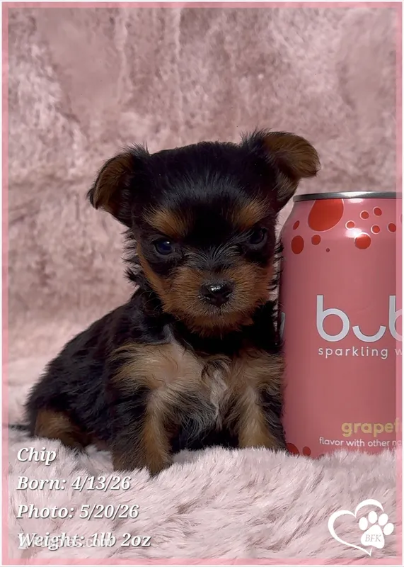 Chip – Yorkshire Terrier puppy for sale in Tempe, AZ