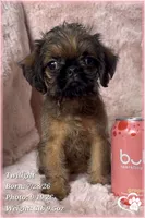 Twilight, a female Brussels Griffon for sale in Phoenix, AZ – 8 of 10
