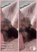 Beans, a male Yorkshire Terrier for sale in Tempe, AZ – 9 of 10