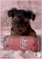 CJ, a male Yorkshire Terrier for sale in Tempe, AZ – Photo 7 of 8