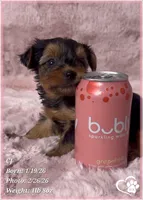 CJ, a male Yorkshire Terrier for sale in Tempe, AZ – Photo 8 of 8