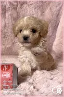 Aramis, a male Maltipoo for sale in Phoenix, AZ – 9 of 10