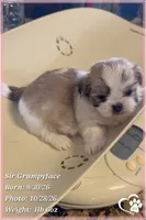 SIr Grumpyface, a male Mal Shi for sale in Phoenix, AZ – 5 of 6