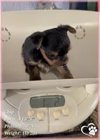 Chip, a male Yorkshire Terrier for sale in Tempe, AZ – 2 of 10