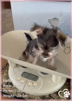 Hallie, a female Morkie for sale in Tempe, AZ – 6 of 10