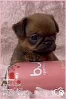 Daphne, a female Brussels Griffon for sale in Tempe, AZ – 8 of 10