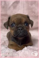 Darla, a female Brussels Griffon for sale in Tempe, AZ – 8 of 10