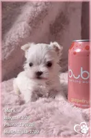 Mack, a male Maltese for sale in Phoenix, AZ – 2 of 10