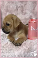 Porkchop the Porkie, a male Pug and Yorkshire Terrier for sale in Phoenix, AZ – 8 of 9
