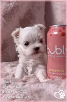 Mack, a male Maltese for sale in Phoenix, AZ – 8 of 10