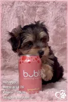 Scrappy the Morkie Poo, a male Yorkipoo and Maltese for sale in Tempe, AZ – 2 of 9