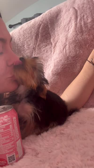 Beans, a male Yorkshire Terrier for sale in Tempe, AZ – 10 of 10