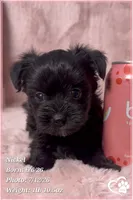 Nickel, a male Yorkipoo for sale in Tempe, AZ – 4 of 10