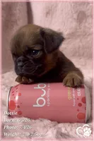 Dottie, a female Brussels Griffon for sale in Tempe, AZ – 2 of 5