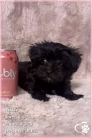 Nickel, a male Yorkshire Terrier and Poodle - Toy  for sale in Tempe, AZ – 7 of 10