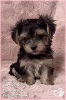 Sparky (3 sisters available also), a male Morkie for sale in Tempe, AZ – 9 of 9