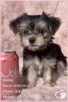 Sunny, a female Morkie for sale in Tempe, AZ – 4 of 9